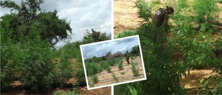 ROÇA DA MACONHA: 35 mil plantas são arrancadas em Curaçá