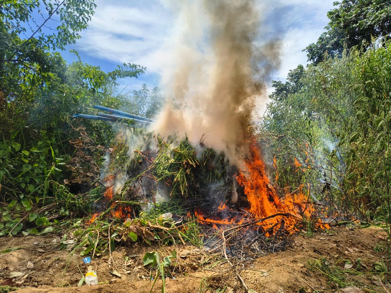 POLÍGONO DA MACONHA: mais de 3 mil pés da erva erradicados em Curaçá 1 - POLÍGONO DA MACONHA: mais de 3 mil pés da erva erradicados em Curaçá