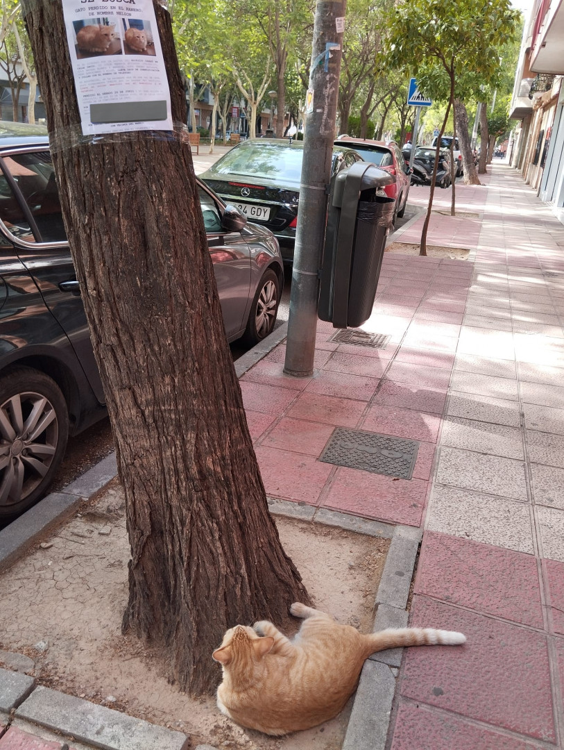 Gato desaparecido é encontrado olhando para cartaz que o procurava 1 - Gato desaparecido é encontrado olhando para cartaz que o procurava
