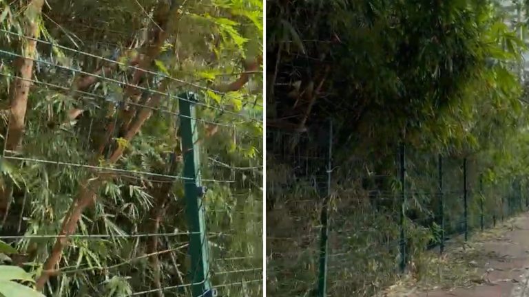 Moradores denunciam sujeira deixada por equipe da Coelba durante manutenção de fios