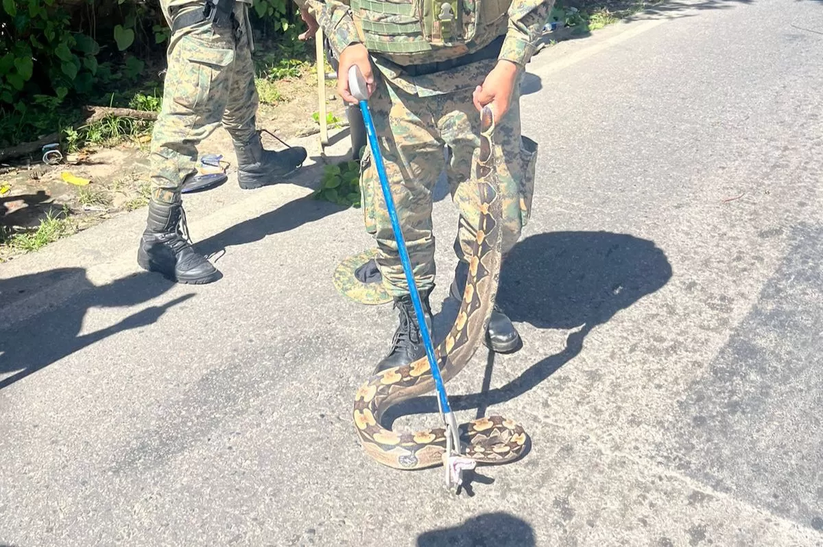 PM resgata jiboia no bairro de Fazenda Grande 4, em Salvador