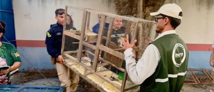 Em seu primeiro dia, FPI já resgatou 82 aves silvestres na região de Ibotirama