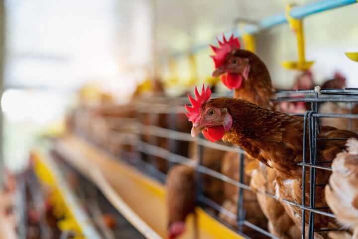 FAO: caso de gripe aviária no Brasil marca nova etapa do vírus