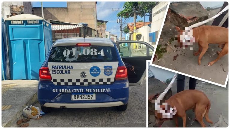 SE ASSUSTOU: Cachorro é baleado na cabeça durante abordagem da Guarda Municipal em Itapuã