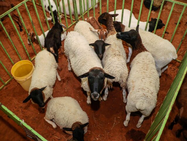 Juazeiro: Qualidade dos animais expostos é o grande destaque da Feira do Bode de Massaroca 1 - Juazeiro: Qualidade dos animais expostos é o grande destaque da Feira do Bode de Massaroca