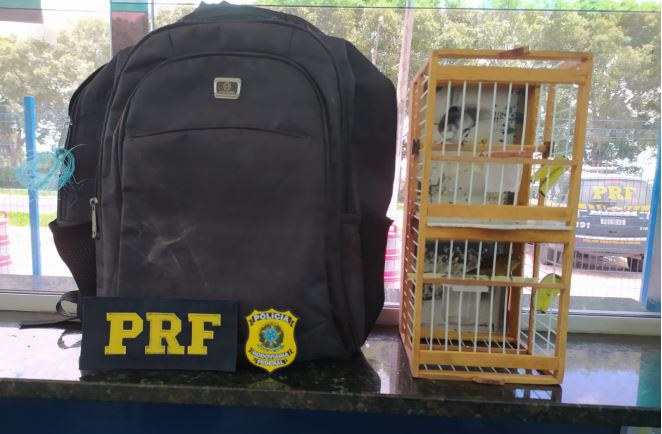 PRF flagra motociclista transportando ‘Coleirinha’ na BR 101 em Eunápolis