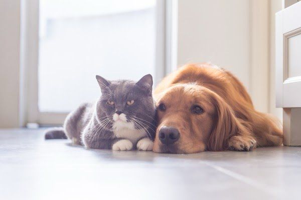 Cachorro e gato