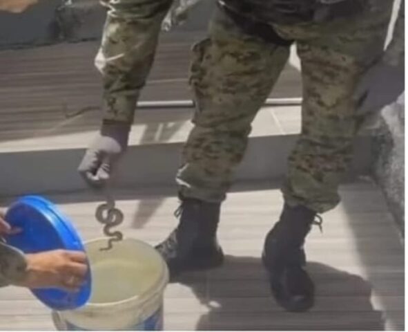 - Seis jiboias enroladas em bicicletas são resgatadas pela Coppa da Polícia Militar