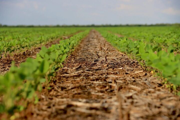 Com quase 2 milhões de hectares, colheita da soja se aproxima do fim no Oeste da Bahia