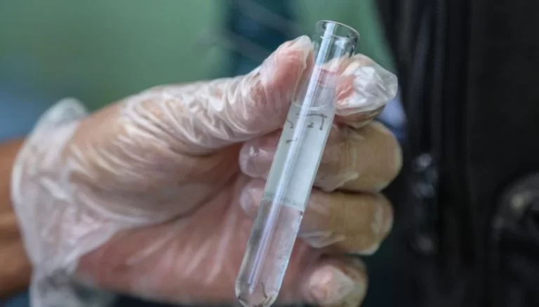 Salvador registra queda de 26% no índice de infestação do Aedes aegypti
