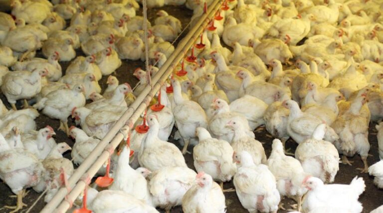 Avicultura baiana cresce acima da média nacional e lidera produção no Nordeste