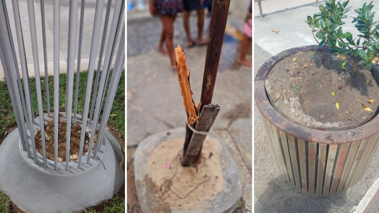 SALVADOR: Vandalismo e furtos de mudas viram rotina em áreas públicas