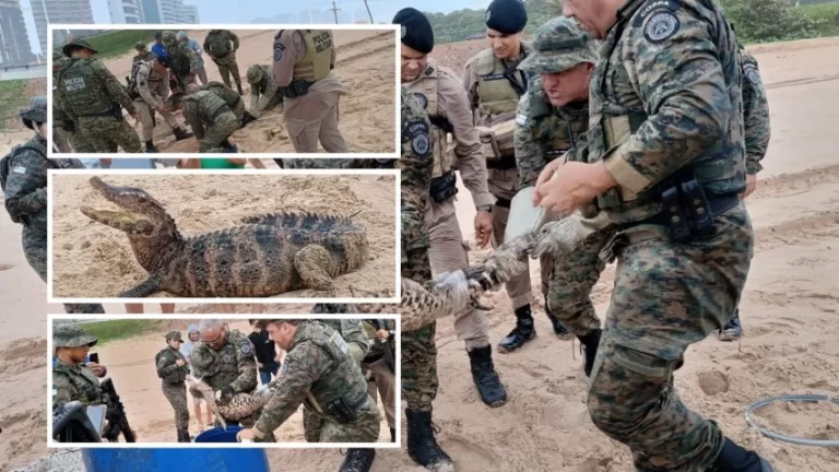 APARECEU NA AREIA: Jacaré-anão é resgatado pela COPPA na praia de Patamares