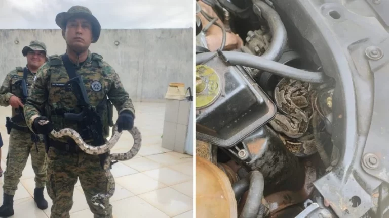 Jiboia é retirada de motor de carro em Arembepe