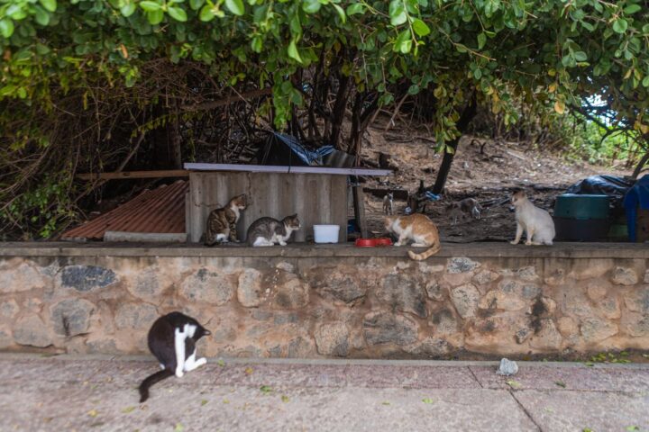 Secretaria de Proteção animal instala contenção para preservar colônia de gatos durante réveillon gospel em Salvador