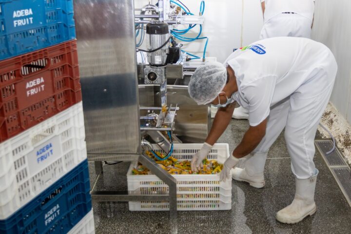 Cooperativa amplia vendas em 100% e transforma vida de agricultores familiares do Baixo Sul 1 - Cooperativa amplia vendas em 100% e transforma vida de agricultores familiares do Baixo Sul