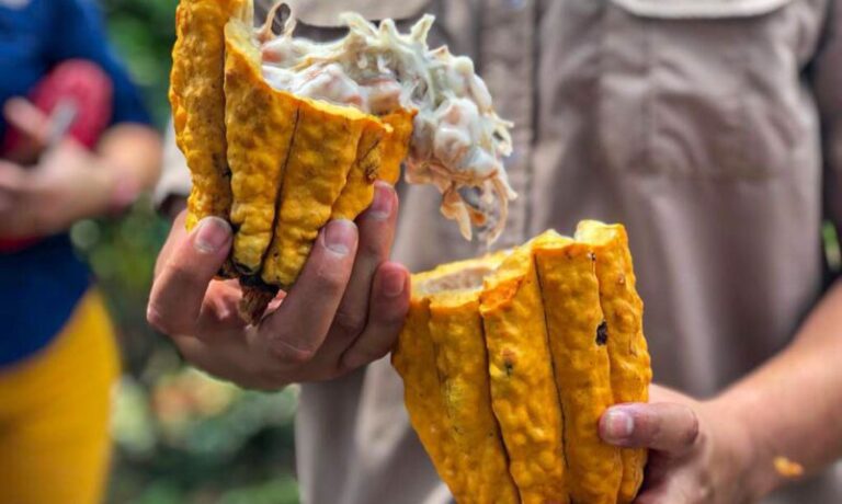 Cacau produzido na Bahia disputa título de melhor amêndoa do mundo