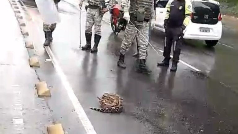 Jiboia flagrada atravessando via no Itaigara é resgatada pela Guarda Civil