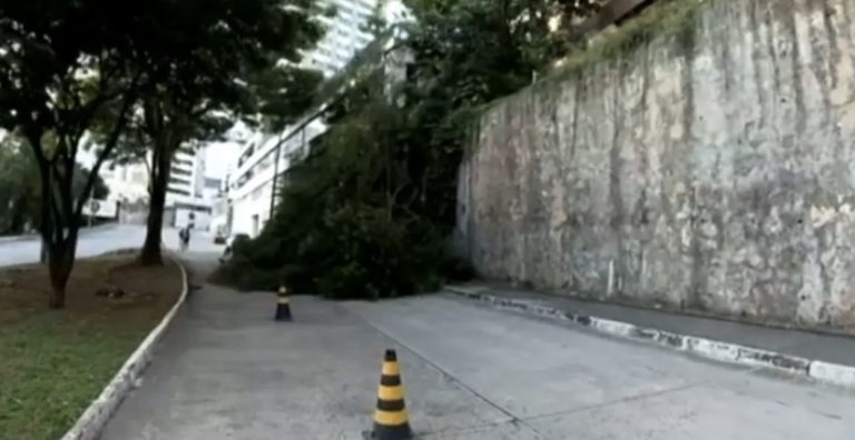 Árvore cai e trânsito é bloqueado no Canela, em Salvador