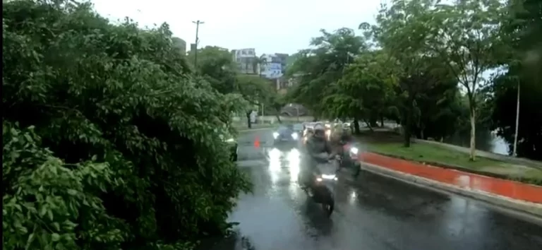 Árvore cai e interdita parte da via no Dique do Tororó