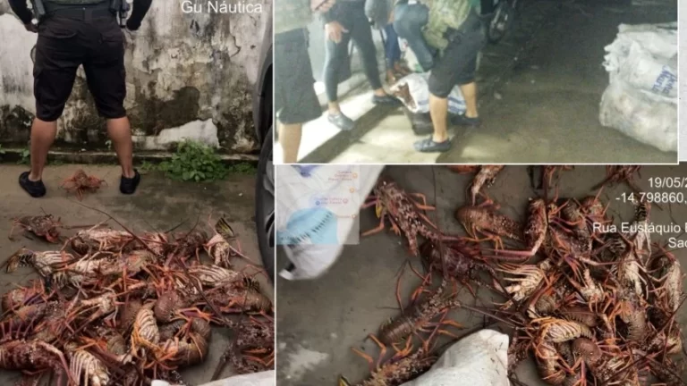 PESCA ILEGAL: Homem é preso com 450 kg de lagosta vermelha em Ilhéus