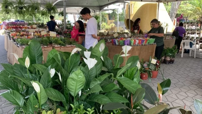 Feira das Flores