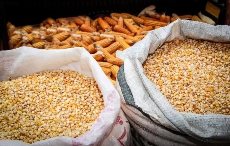 Estado abre cadastro para distribuição de milho a municípios afetados pela seca