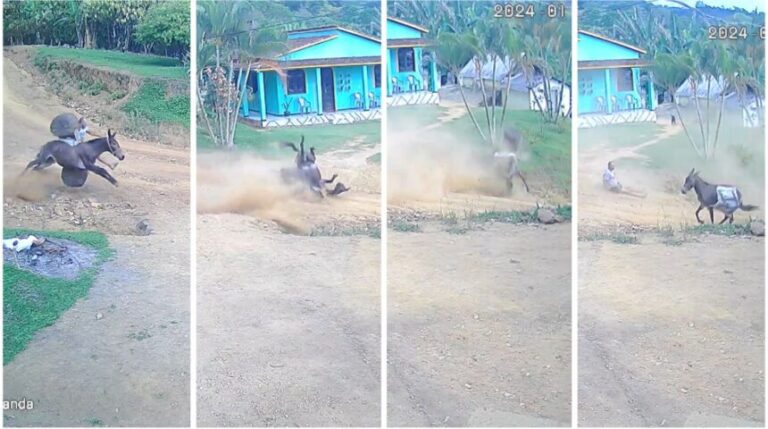 PERDEU O FREIO: Burro despenca de ladeira e acidente quase termina em morte; assista