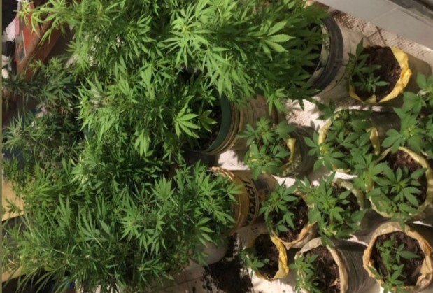 PM prende homem e apreende 35 pés de maconha em Lençóis