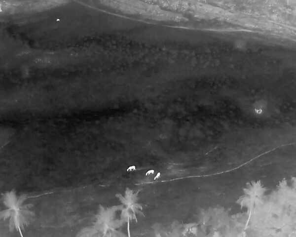 VISÃO NOTURNA: Polícia utiliza drone termal para evitar roubo de gado em Catu; veja 1 Policia utiliza drone termal para evitar roubo de gado em Catu1