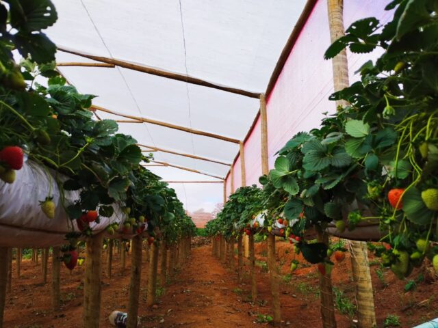 - Produção de morangos da Chapada Diamantina será elevada de patamar com chegada de agroindústria