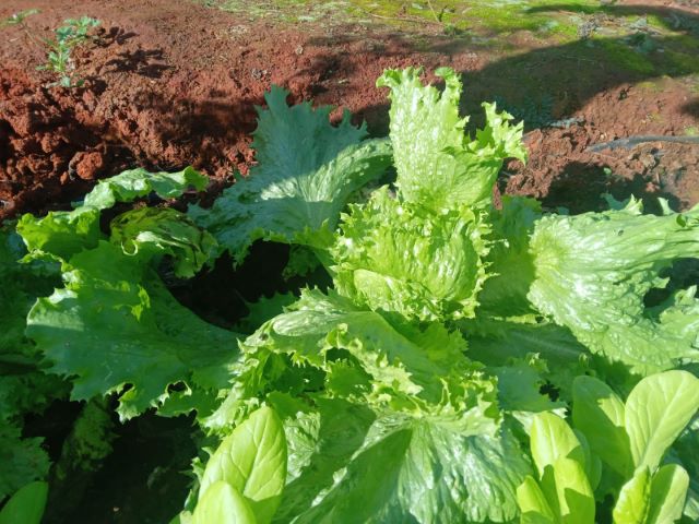 Quintais produtivos trazem renda e autoestima a mulheres agricultoras de Iraquara1