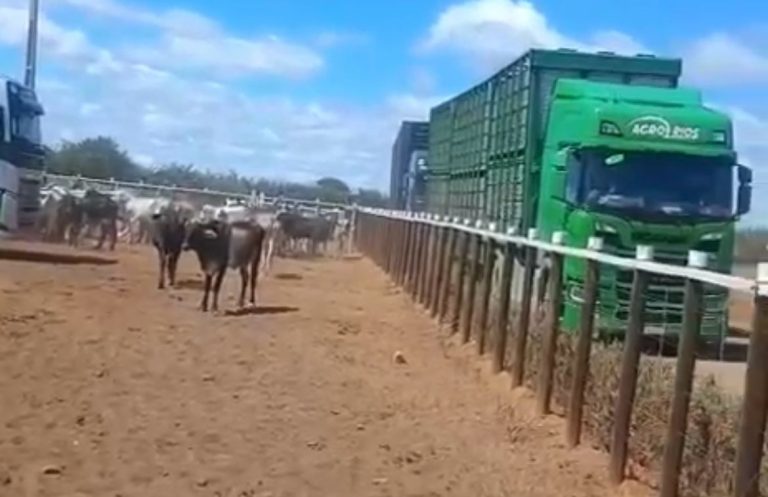REGIÃO DE IRECÊ: Seca ameaça produção agrícola e municípios deverão decretar estado de emergência