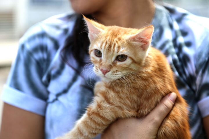 Secis realiza vacinação gratuita da V4 para gatos na segunda (8)