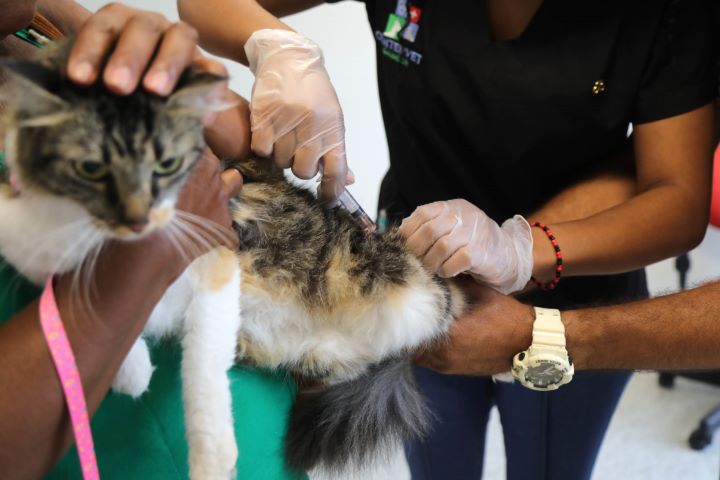 Vacinação gratuita oportuniza a imunização de quase 1 mil gatos em Salvador