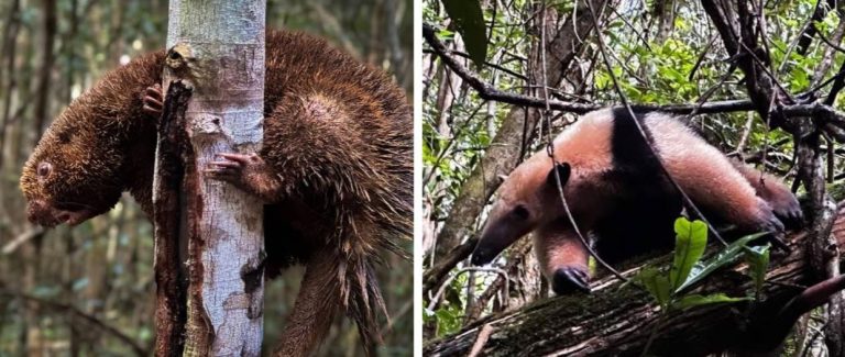 Espécie ameaçada de extinção e mais 31 animais silvestres são soltos em reserva na Bahia