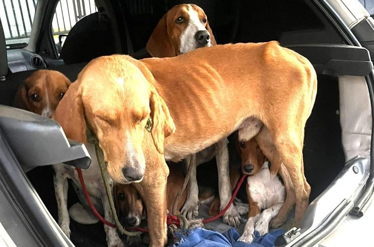 Transportando 5 cães em situação de maus-tratos, foragido da justiça é preso pela PRF em Santo Antônio de Jesus