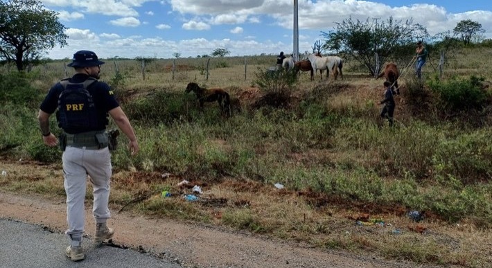 PRF intensifica ações para remoção de animais soltos na BR 110 em Paulo Afonso
