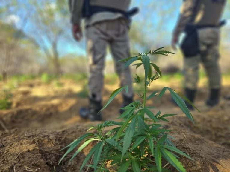ARRANCOU TUDO: 11 mil pés de maconha são destruídos pela PM em Curaçá