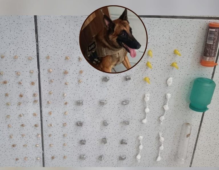 Cão policial encontra drogas na orla de Porto Seguro