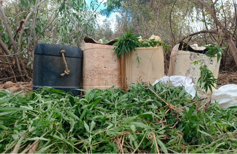 Plantação de maconha é erradicada pela PM em Xique-Xique