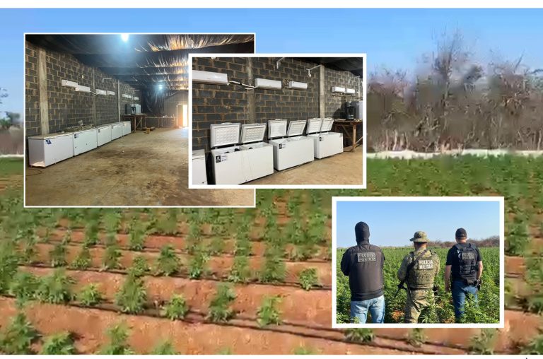 Laboratório de maconha gourmet com sementes da Europa é localizado na Bahia