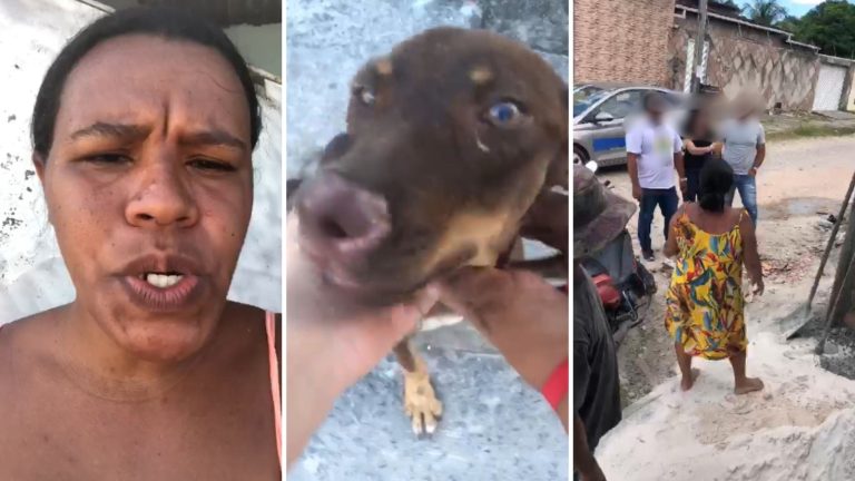 INDIGNAÇÃO! Mulher acusa Prefeitura de Dias D’Ávila de querer derrubar abrigo de cachorrinha paraplégica