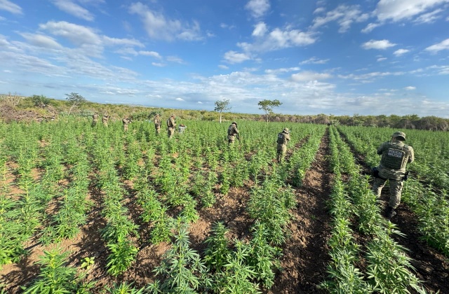 SEM FUMAÇA: Plantação com 90 mil pés de maconha é destruída no norte baiano
