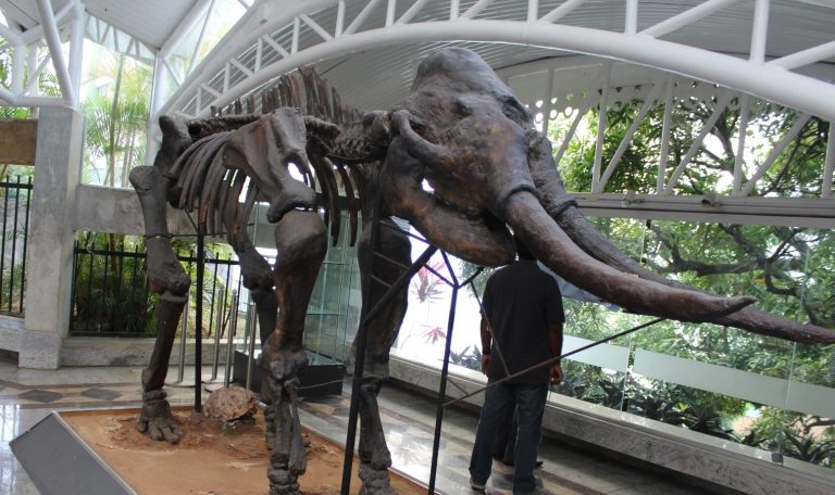 Primeiro museu científico e geológico da Bahia: MGB celebra 50 anos com programação especial