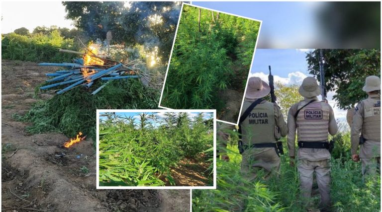 COLHEITA FRUSTRADA: PM erradica 7.500 pés de maconha em Curaçá