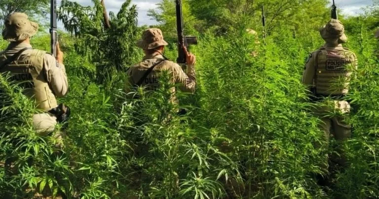 PM erradica 26.500 pés de maconha em Curaçá