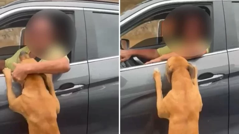 PERVERSIDADE! Motorista abandona cão em via pública de Salvador e foge após bronca
