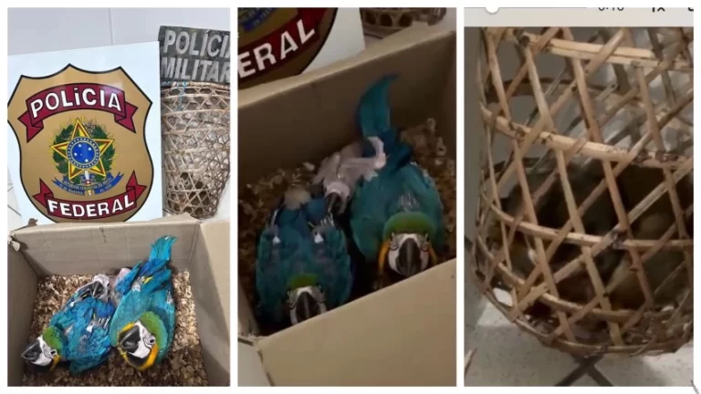 SINAIS DE MAUS-TRATOS: Homem é preso por transporte ilegal de animais silvestres em Feira de Santana