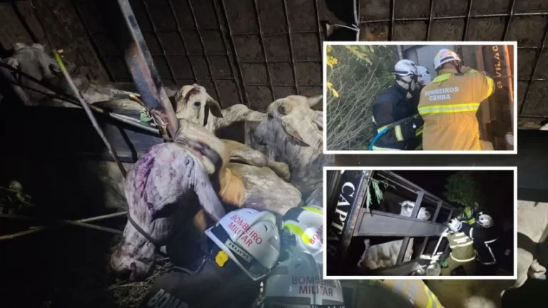 Bois são resgatados após acidente com caminhão boiadeiro em Bom Jesus da Lapa